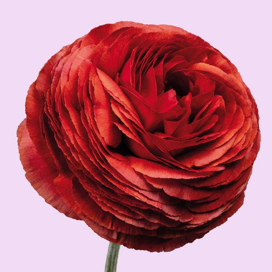 Ranunkel 'Elegance Cioccolato'